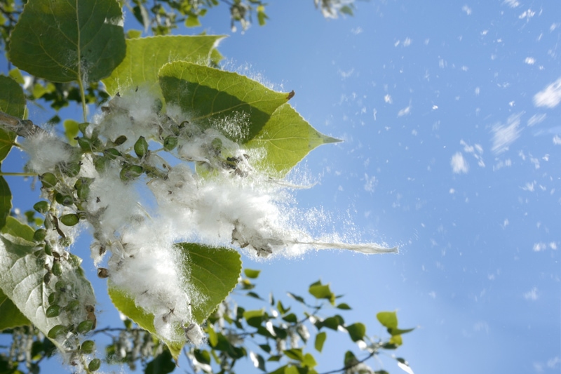 Cottonwood blowing from a tree into the wind.