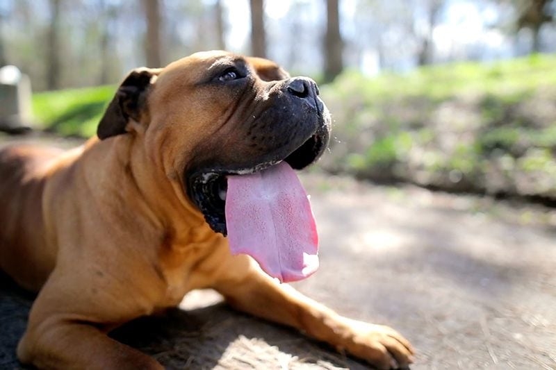 Image of a dog with tongue out. Video - Summer AC Check Up.