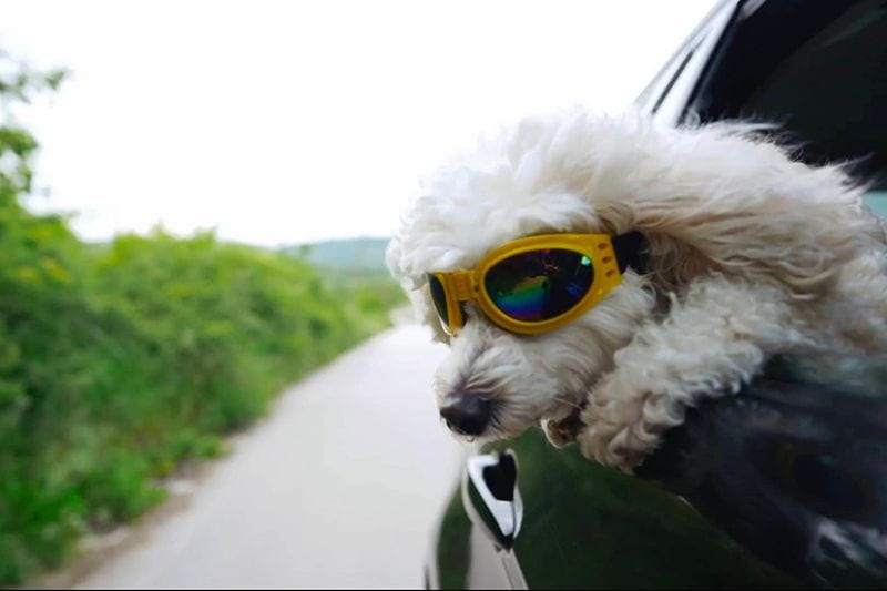 Image of dog poking head out of car window. Video - Stay Cool During the Summer.